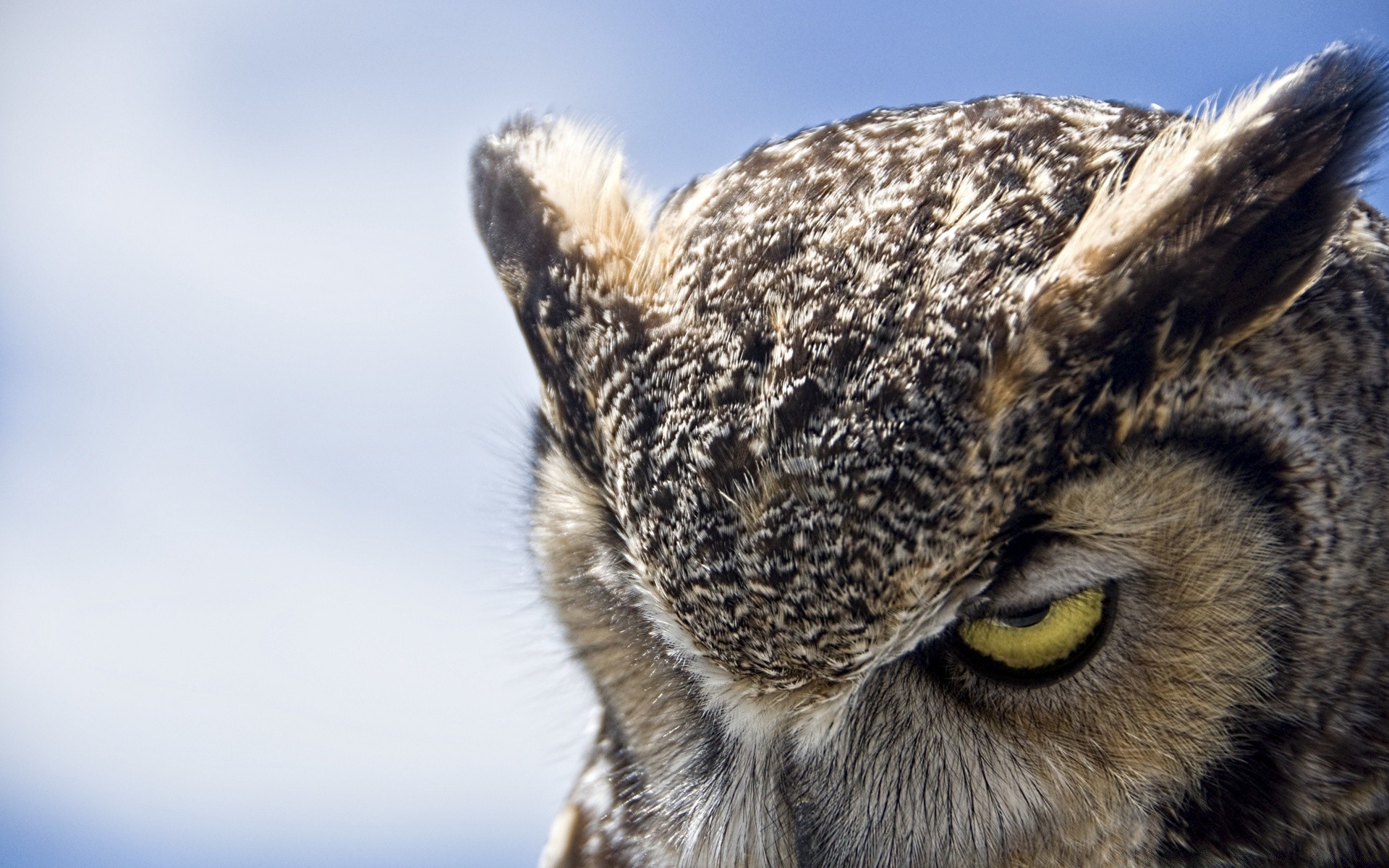 coruja animal natureza vida selvagem mamífero pele olho retrato fofa selvagem cabeça animal de estimação gato