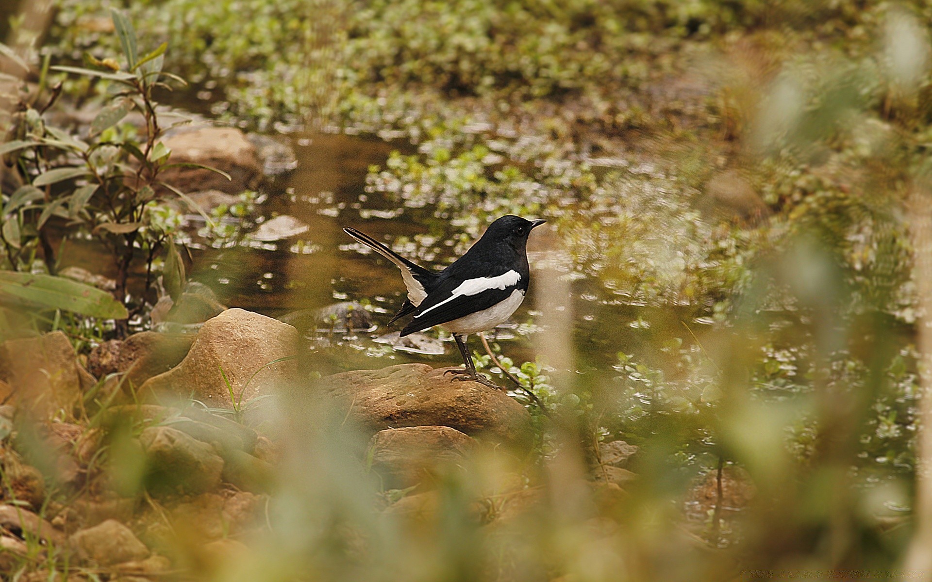 birds bird wildlife nature outdoors wild animal water leaf