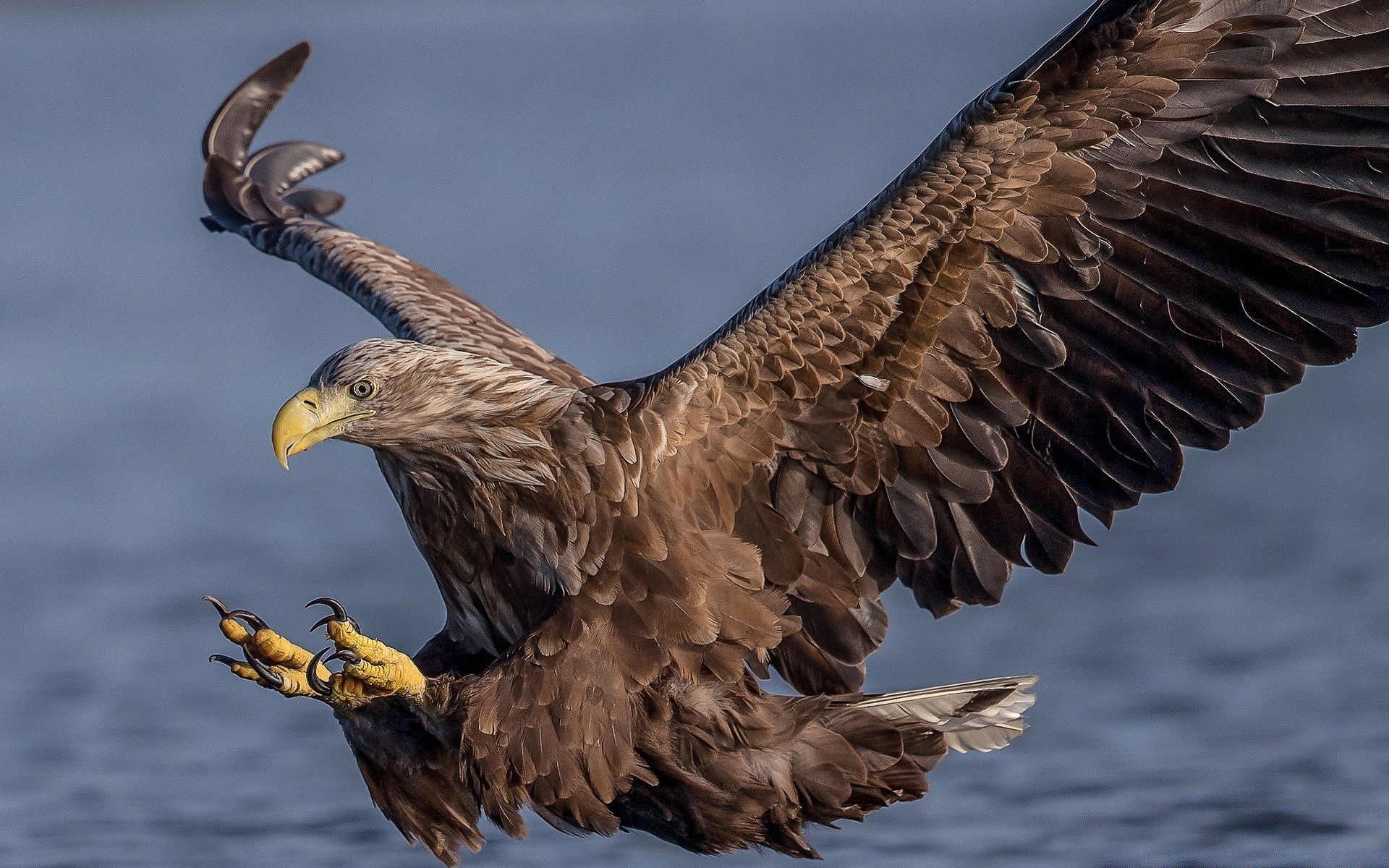 aves de presa pájaro águila raptor vida silvestre águila calva pico halcón presa naturaleza animal ala vuelo pluma salvaje