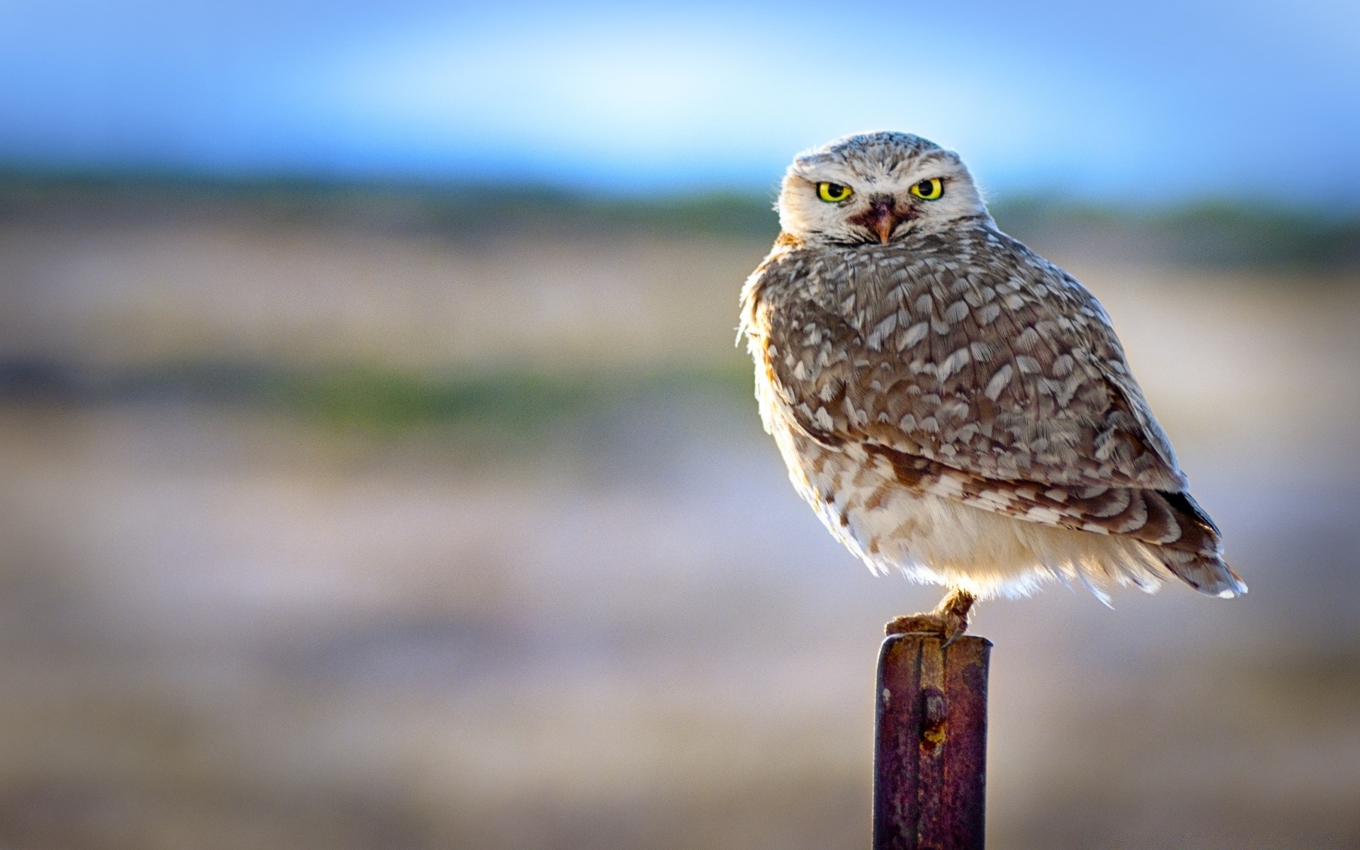 owl bird wildlife nature animal raptor outdoors wild