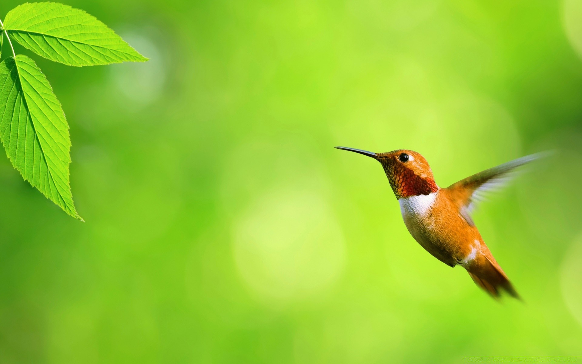 aves naturaleza hoja aves vida silvestre al aire libre