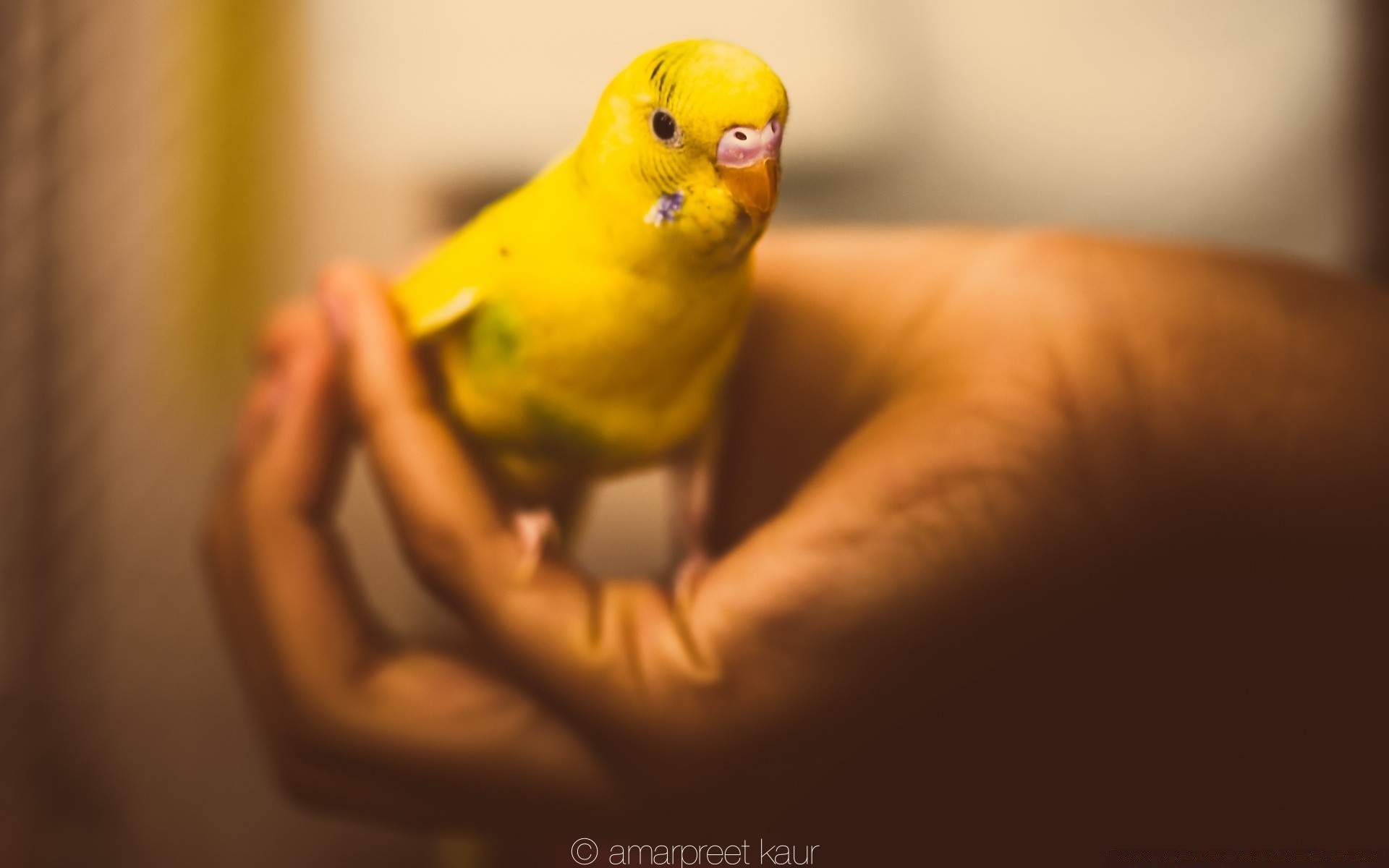 papagei unschärfe ein tierwelt vogel drinnen porträt seitenansicht