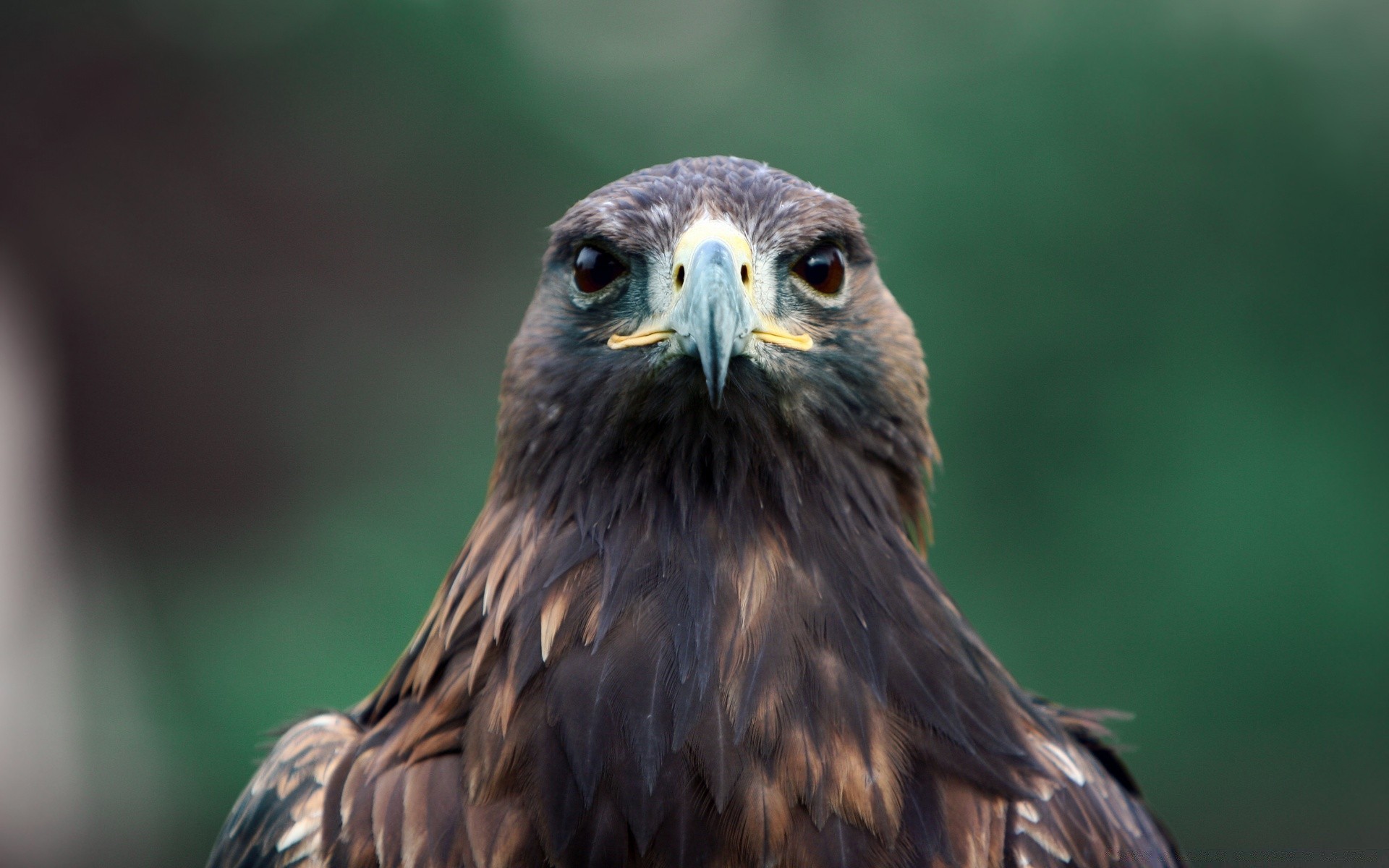 águia raptor pássaro presa vida selvagem falcão falcoaria careca águia de cabeça branca predador majestoso natureza bico esplendor pena selvagem voo animal