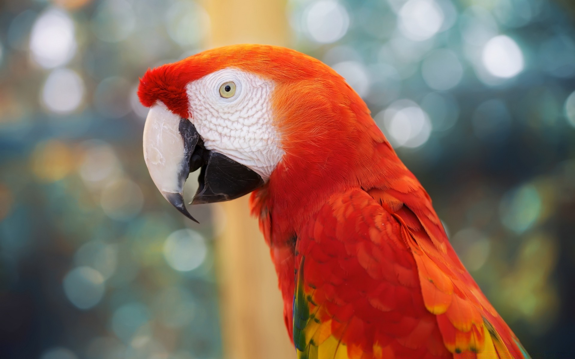 papagei vogel tierwelt ara zoo feder tier schnabel natur avian wild tropisch exotisch