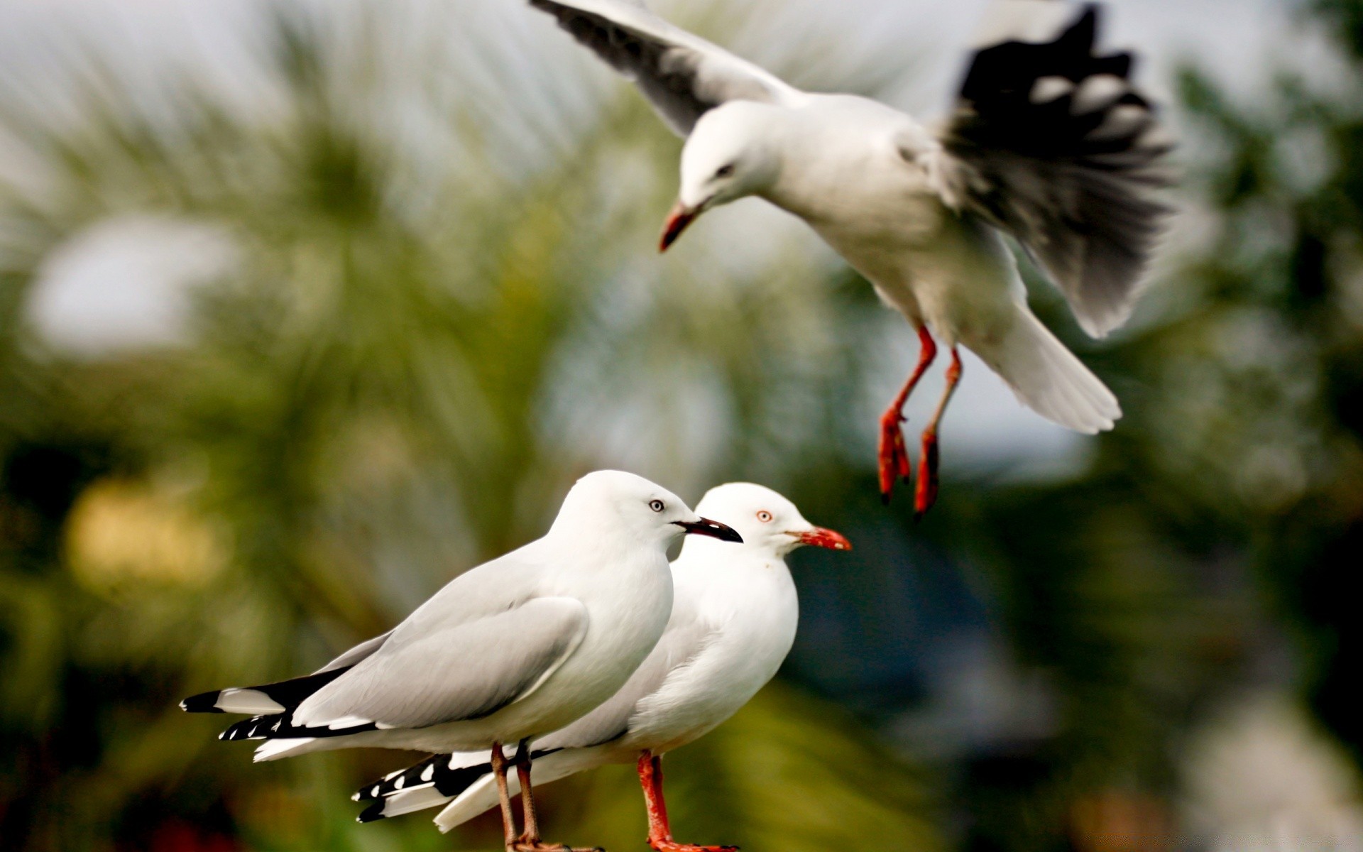 aves pássaro vida selvagem natureza ao ar livre animal gaivotas voo