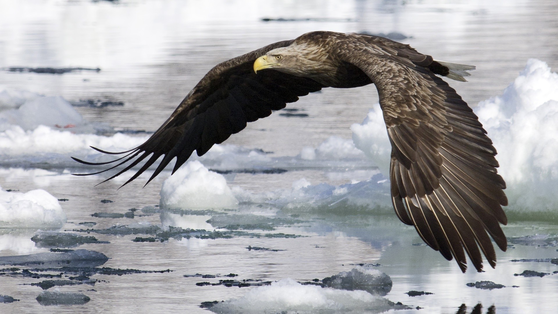 eagle bird wildlife nature raptor outdoors animal water wild