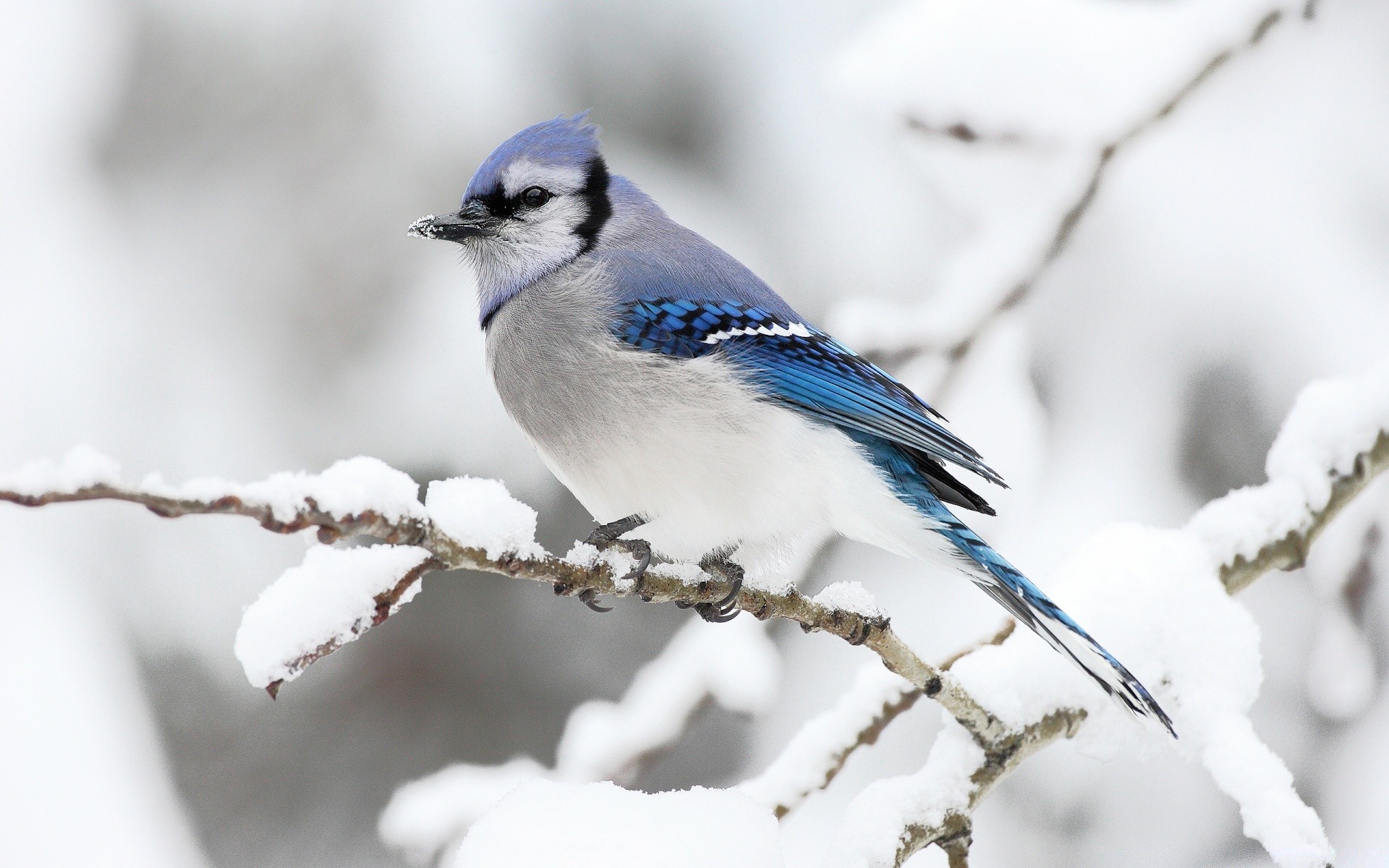 aves vida silvestre naturaleza aves al aire libre invierno nieve poco