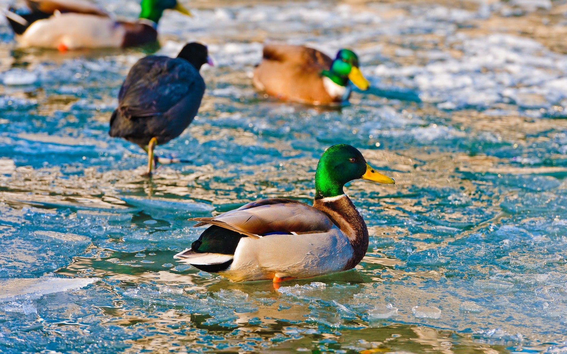 vögel ente stockente vogel wasser tierwelt schwimmen vögel wasservögel schwimmbad see drake