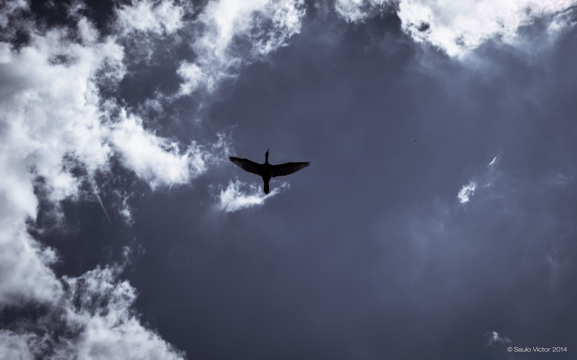 duck sky airplane outdoors aircraft flight nature air freedom daylight weather travel fair weather fly