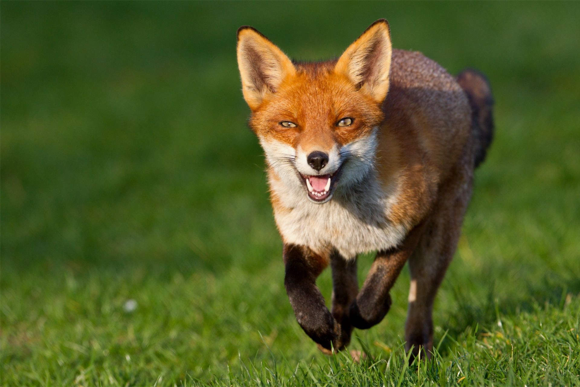 volpe mammifero animale erba carino canino natura cane piccolo fauna selvatica pelliccia