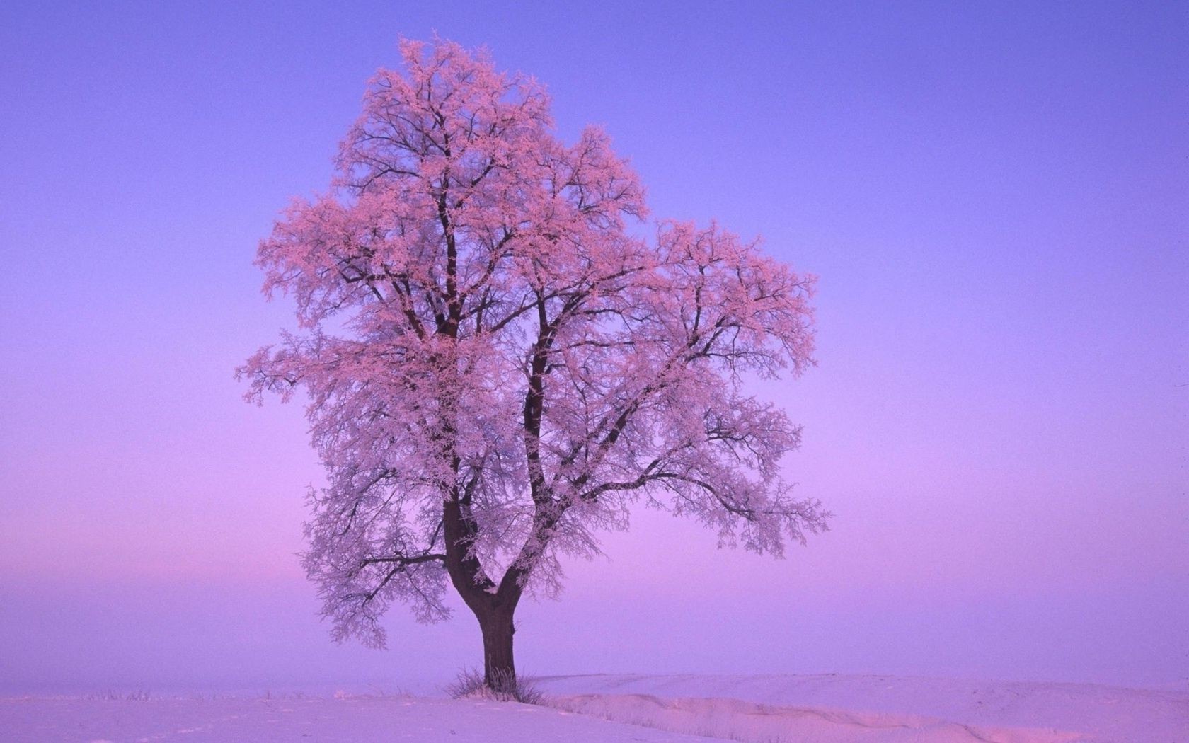 trees tree landscape nature winter fair weather sun dawn alone branch snow season weather bright scenic outdoors countryside sky frost wood