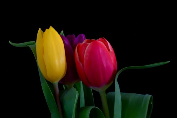 Three tulips of different colors