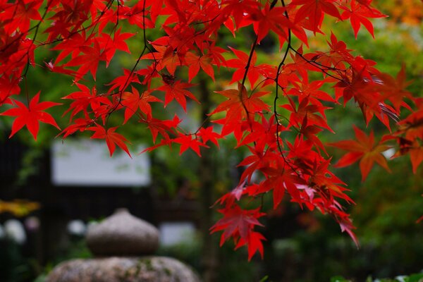 Japanese aesthetics. Red tree leaves and stones