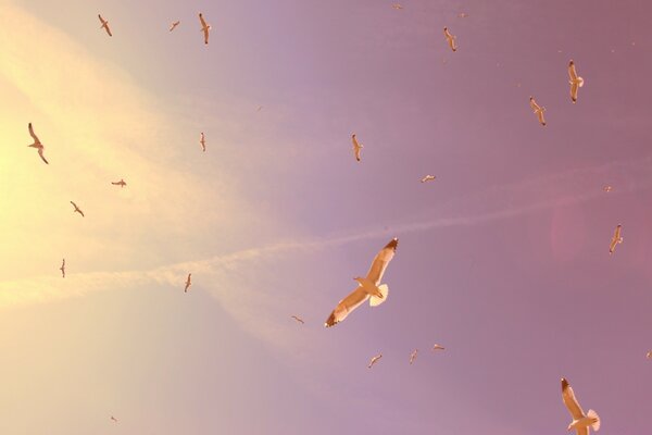 Aves volando en la distancia