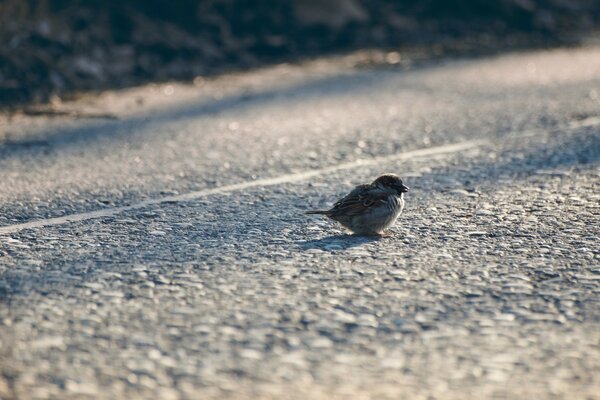 Vogel im Winterschnee