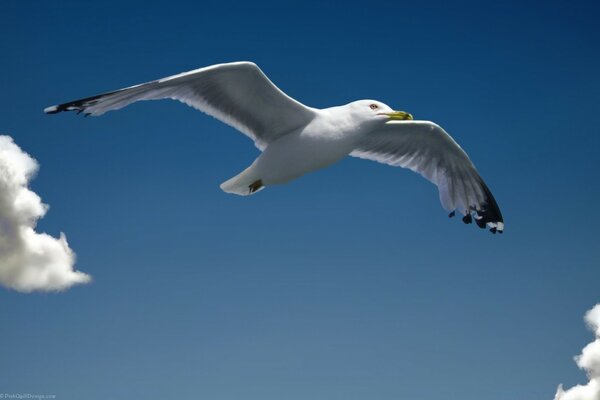 Una gaviota flotando entre nubes esponjosas