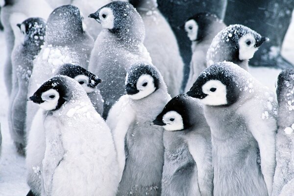 Penguin family in cold winter