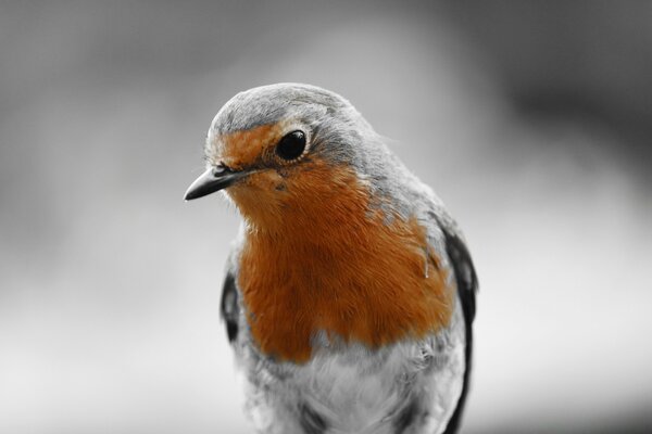 A grey bird with an orange breast