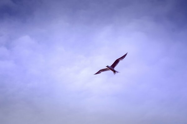 Draußen fliegt ein Vogel hoch in den Himmel