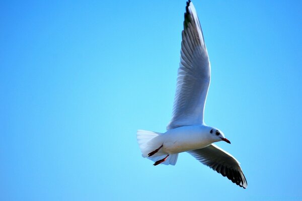 Gaivota-Branca-de-neve