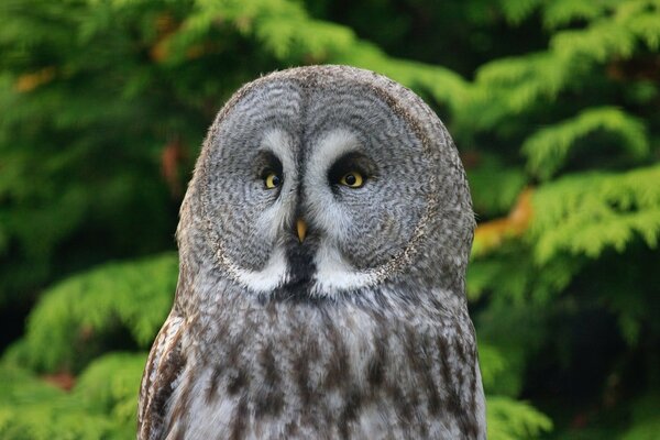 Owl bird on the background of the forest