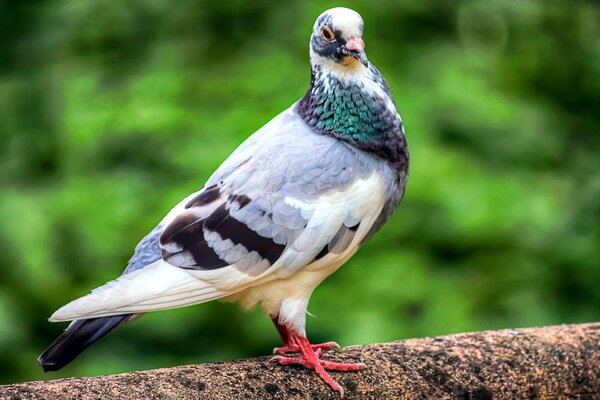 Pigeon avec une très belle poitrine