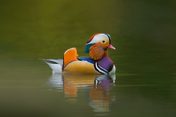 Canard dans la surface de l eau