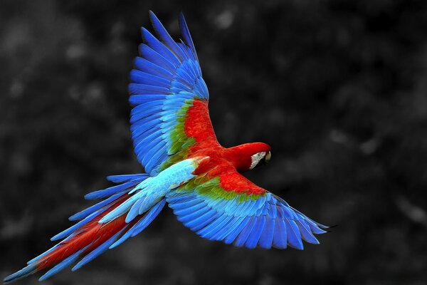 Bright red and blue parrot plumage