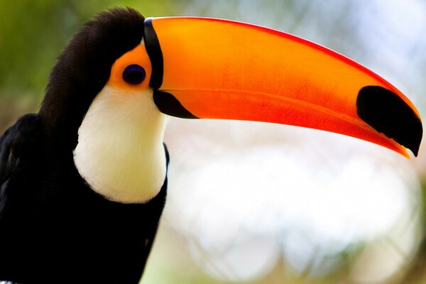 Toucan regarde vers vous sur le clavier