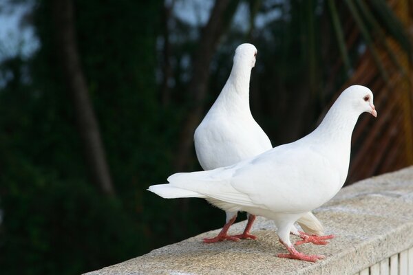 Paire de plumes blanches