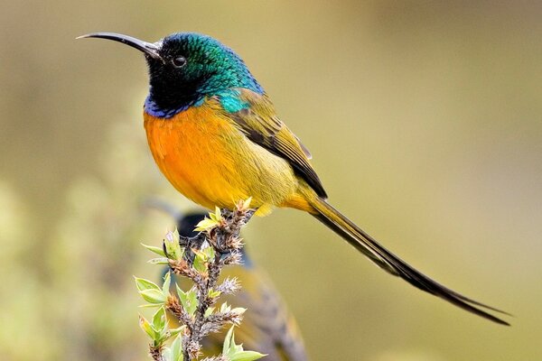 An incredibly colorful bird on a twig