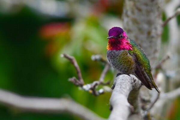 A colored bird is looking for its home