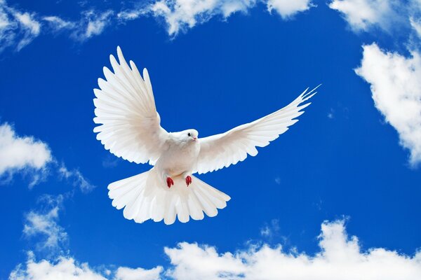 White pigeon on the background of the sky and clouds