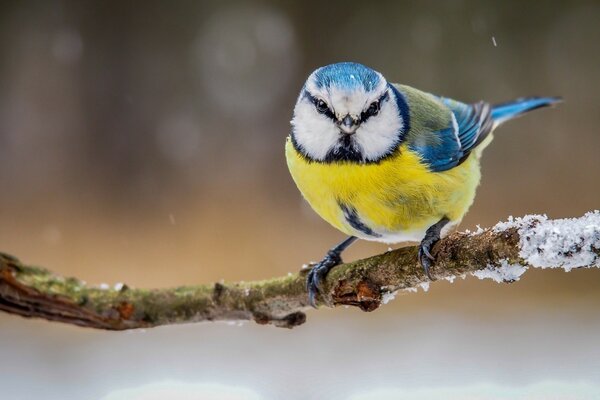 Die süße Azurblaue sieht so aus wie eine Meise