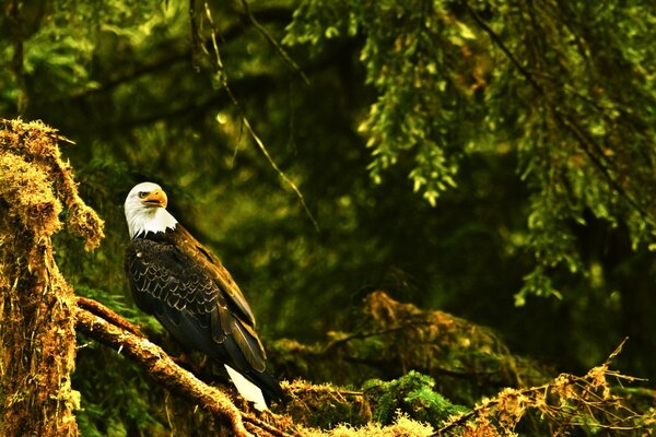 A beautiful eagle on a branch