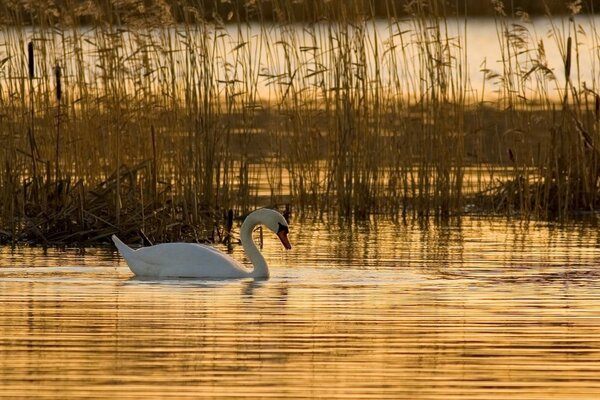 Einsamer Schwan im aufsteigenden See