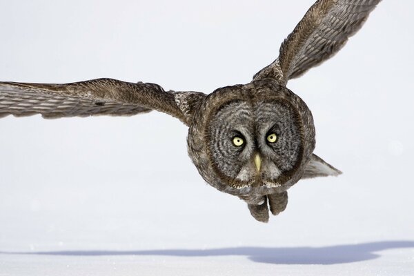 Hibou vole à la chasse d hiver