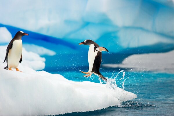 Pinguin, der aus dem Wasser springt