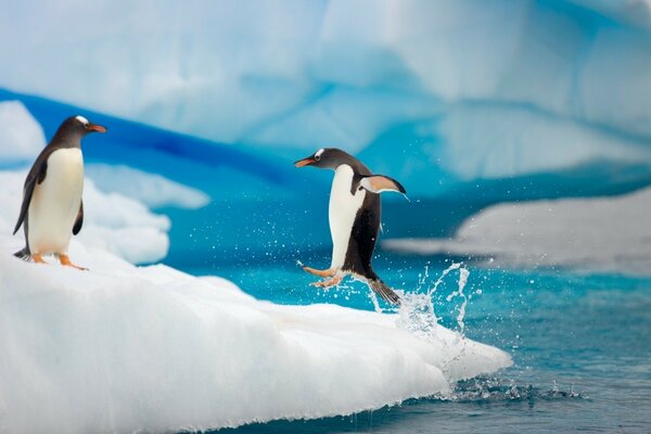 Penguins jump in the wild