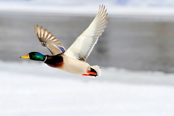 Canard lumineux sur fond flou