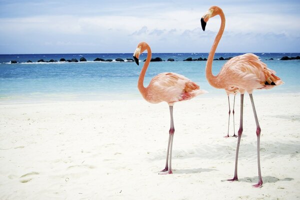 Flamingos on the seashore