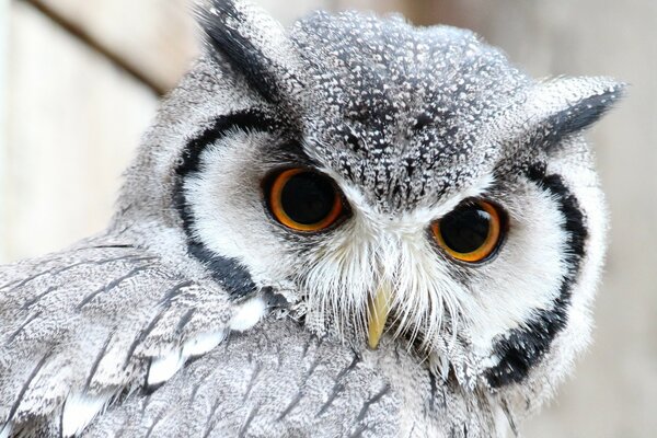 A curious owl. Past feathers