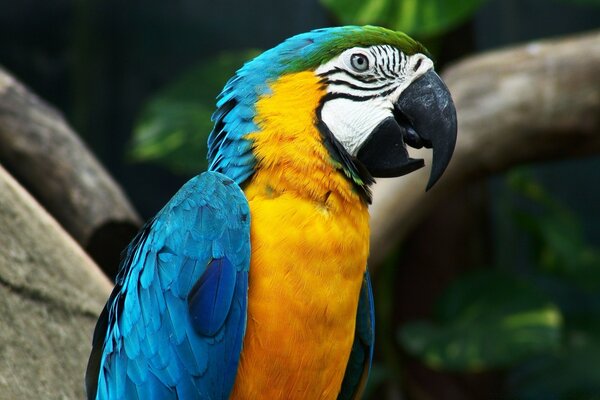 Macaw c parrot in the wild with an open mouth and amazing coloring of blue yellow and green