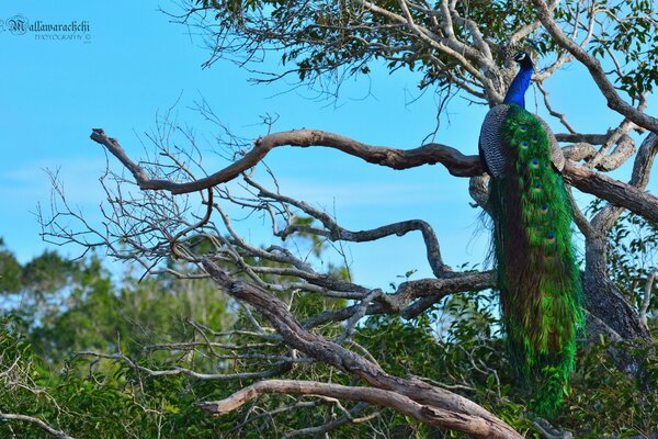 Peacock sitting on a tree in the wild