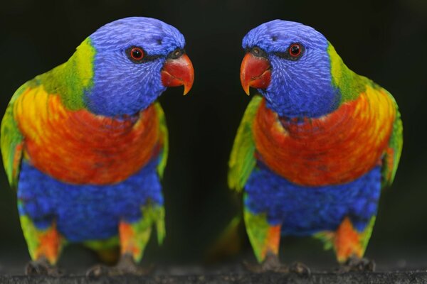 Two parrots look at each other