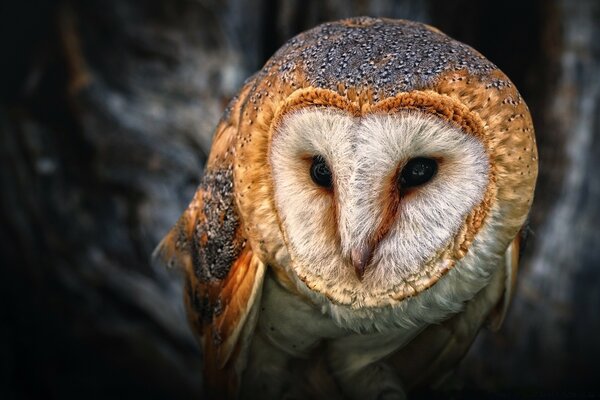 Portrait of an owl - a symbol of wisdom