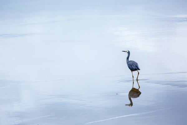 Birds enjoy the sounds of the sea