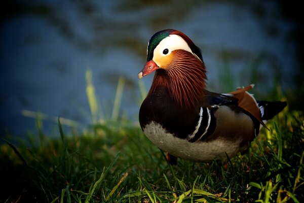 Ente am grünen Ufer