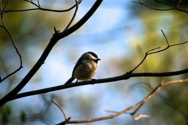 Coquine gris poussin en attente