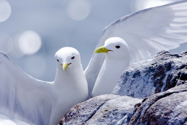 Weiße Vögel verschmelzen mit Schnee